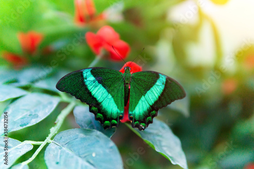 Papilio palinurus is a diurnal butterfly in the Sailfish family