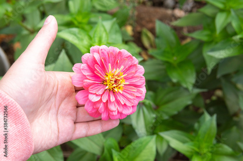 pink flower of Zinnia elegans youth-and-age, common zinnia or elegant zinnia.