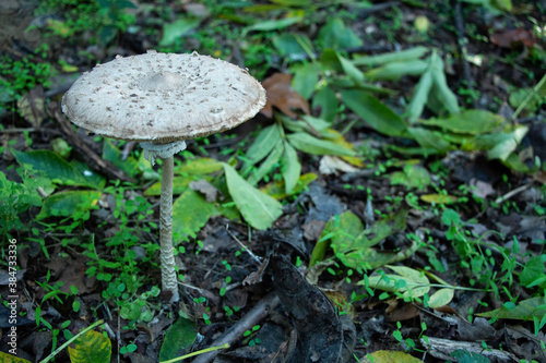 Parasol mushroom_3