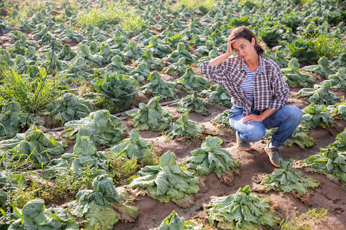 Canvas Print Disappointed female farmer examining savoy cabbage killed by strong drought on field