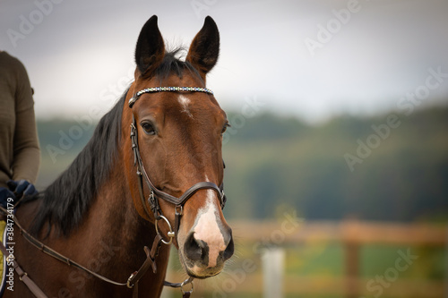 Horse warmblood with bridle in head portraits, space for text on the right.. © RD-Fotografie