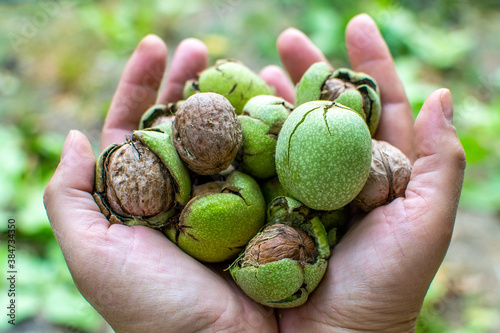 ripe walnuts in the farmers hand. harvesting organic nuts