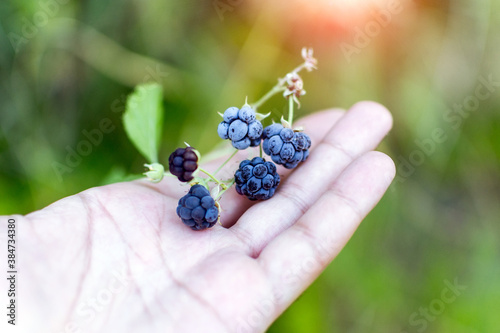 Ripe wild blackberries in the palm of your hand on a green background. Close up. The harvest of blackberries.