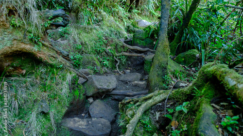 Stairs and path in the jungle, Reunion Island 