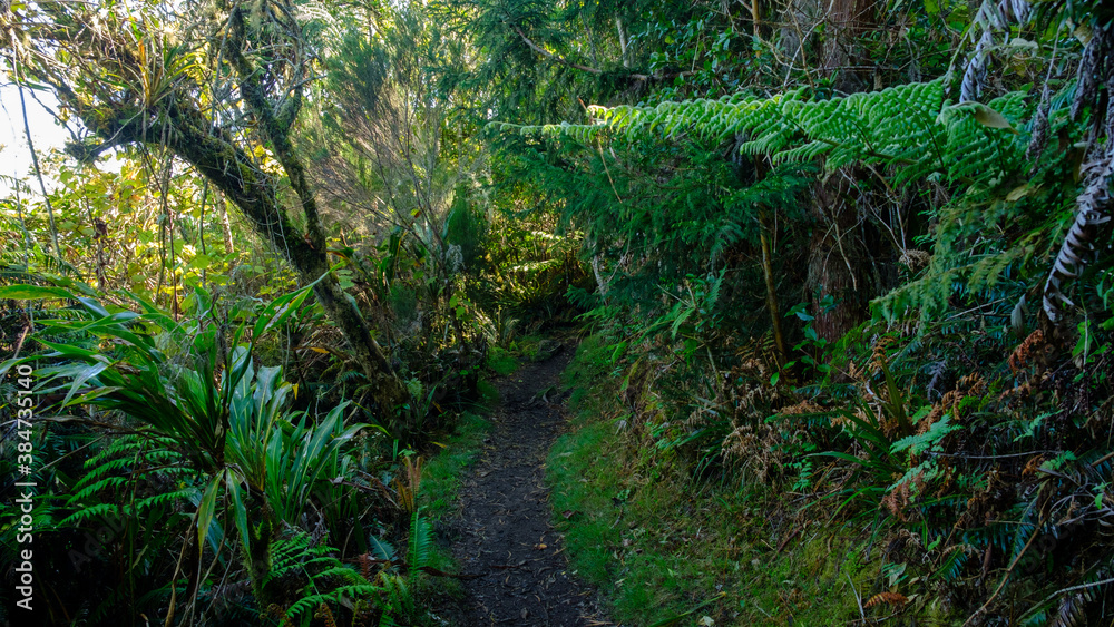 Naklejka premium Path in the green jungle of Reunion Island