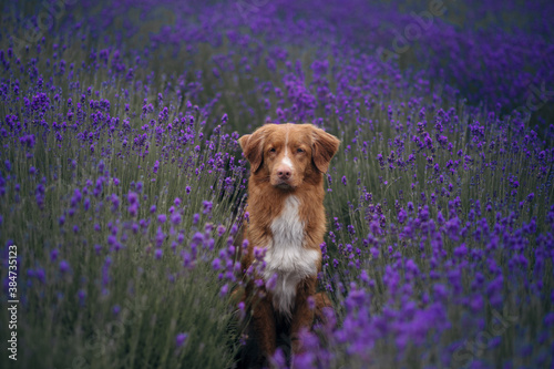 dog on the lavender field. Happy pet in flowers. Nova Scotia Duck Tolling Retriever on nature