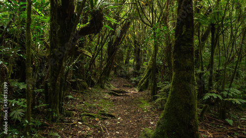 Fototapeta Naklejka Na Ścianę i Meble -  path in the jungle, Reunion Island