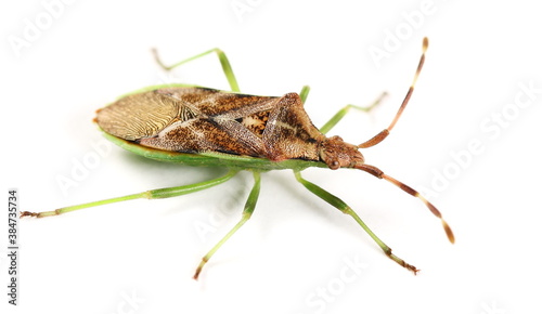 Photos Western conifer seed bug (Leptoglossus occidentalis) isolated on white backgroun