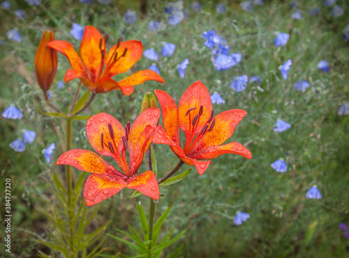 Flower bed with blue  linen  and saffron  lilies  under rain photo