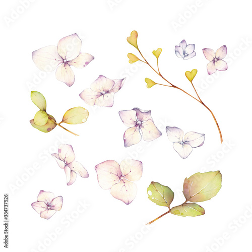 Fototapeta Naklejka Na Ścianę i Meble -  Hydrangea watercolor illustration. Beautiful flowers isolated on a white background