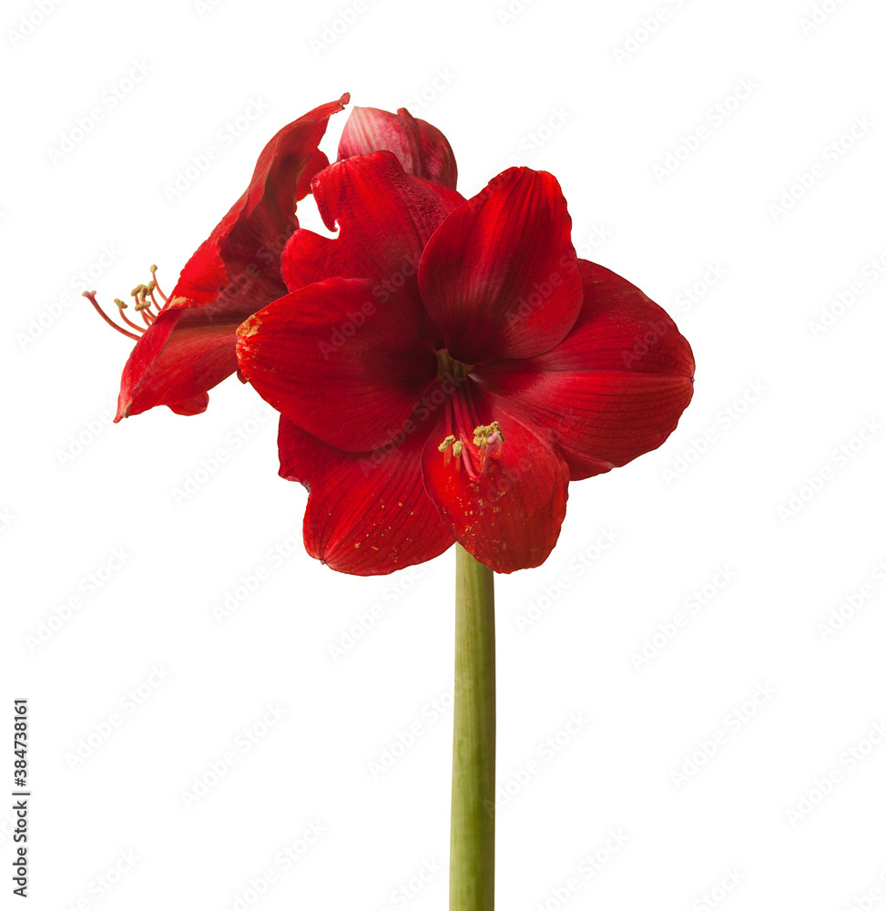 Bloom dark red Amaryllis Hippeastrum Bloom dark red Amaryllis Hippeastrum