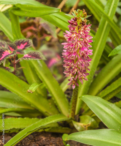 Konstfotografi Eucomis Leia  in garden