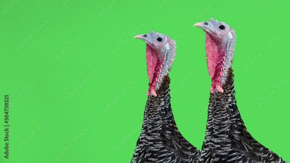 Two  female turkeys looking in different directions on the green for Thanksgiving.