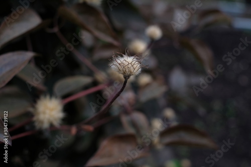 Fluffy flower