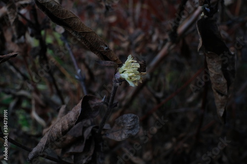 Small yellow flower 