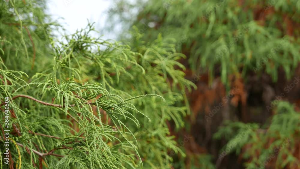 One side of leaves blown by a gentle breeze in the park with 4k resolution
