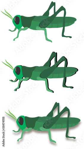 Fototapeta Naklejka Na Ścianę i Meble -  grasshopper