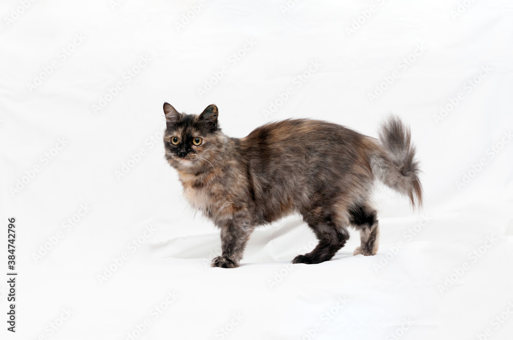 side view of cute tabby cat looking away and standing on white background with copy space