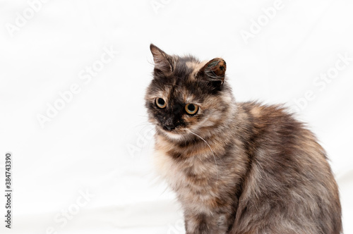 soft focus of cute tabby cat sitting on white blanket and looking away in shelter
