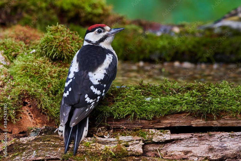 Fototapeta premium Great spotted woodpecker ,,dendrocops major,, sitting in deep forest, Slovakia, Europe