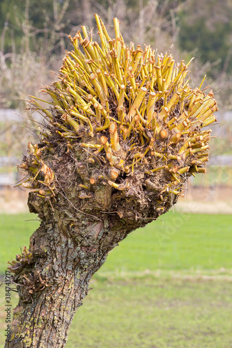 фотографія Pruned pollard willow on a trunk