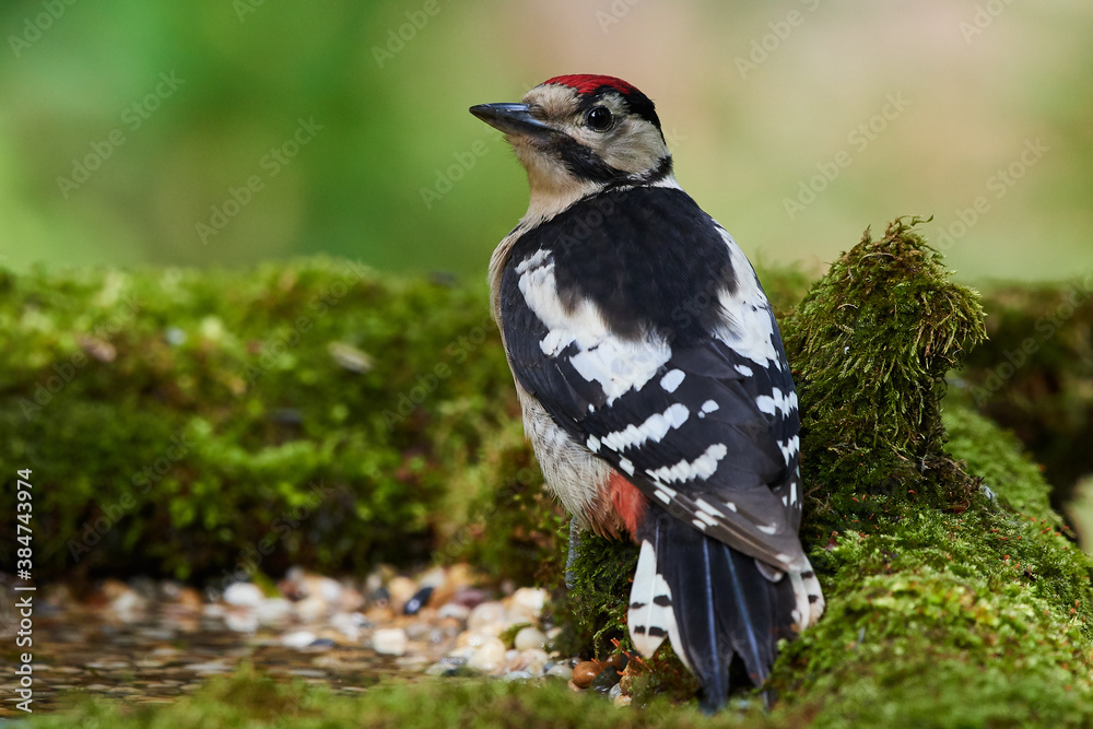Great spotted woodpecker ,,dendrocops major,, sitting in deep forest, Slovakia, Europe Great spotted woodpecker ,,dendrocops major,, sitting in deep forest, Slovakia, Europe