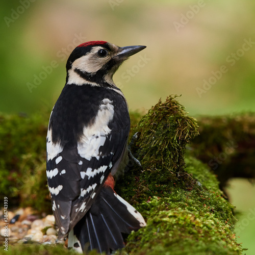 Great spotted woodpecker ,,dendrocops major,, sitting in deep forest, Slovakia, Europe