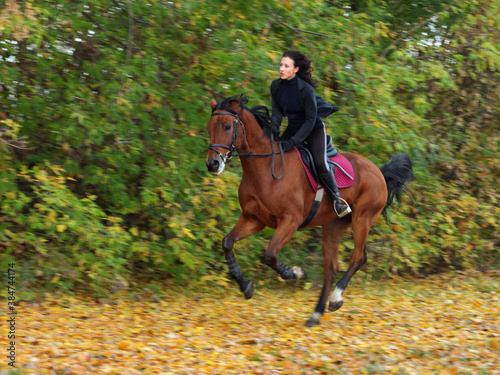 Equestrian riding horse down the forest path in the autumn evening