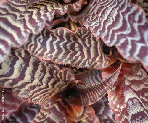 Isolated Cryptanthus zonatus isolated on black background. Decorative houseplant photo