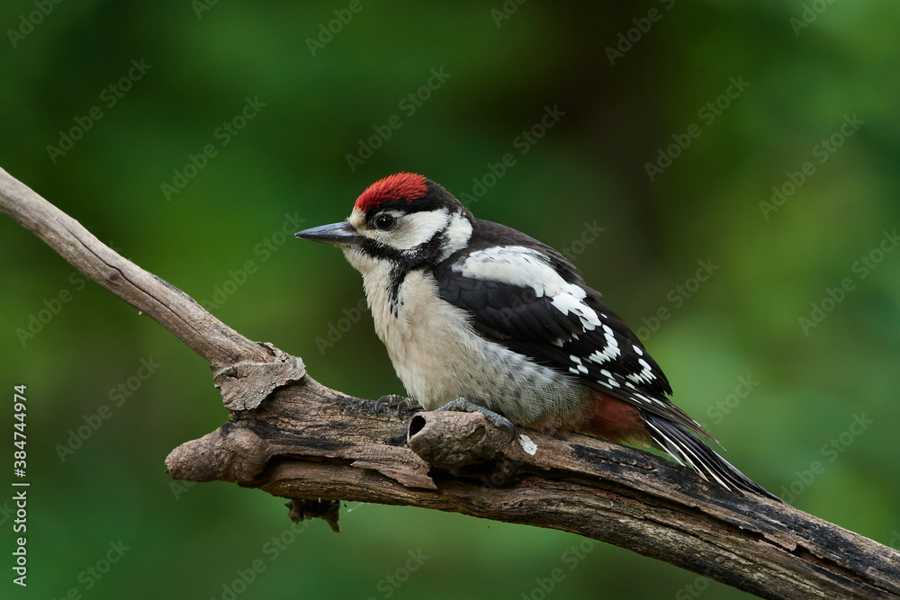 Great spotted woodpecker ,,dendrocops major,, sitting in deep forest, Slovakia, Europe Great spotted woodpecker ,,dendrocops major,, sitting in deep forest, Slovakia, Europe