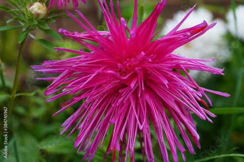 A very beautiful aster bloomed in the garden.