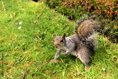 squirrel in the park