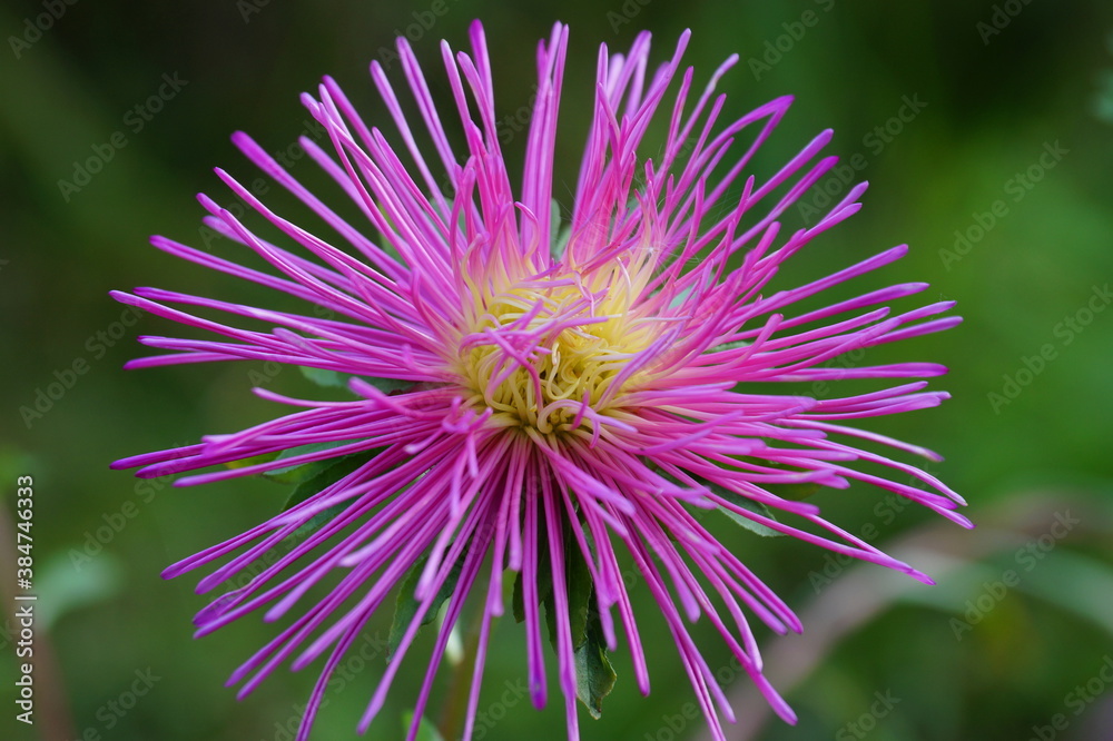 Beautiful pink Aster flower. The background is green. It is summer. Beautiful pink Aster flower. The background is green. It is summer.