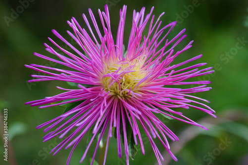 Beautiful pink Aster flower. The background is green. It is summer.