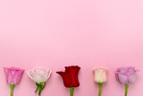 beautiful roses on the Romantic pink background 
