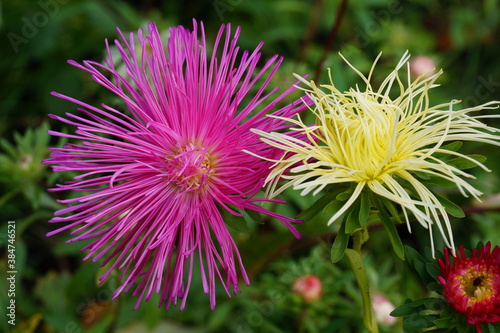 Aster flowers are bright pink and yellow.The background is green.