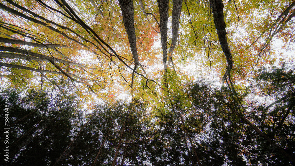 Obraz premium forest in autumn