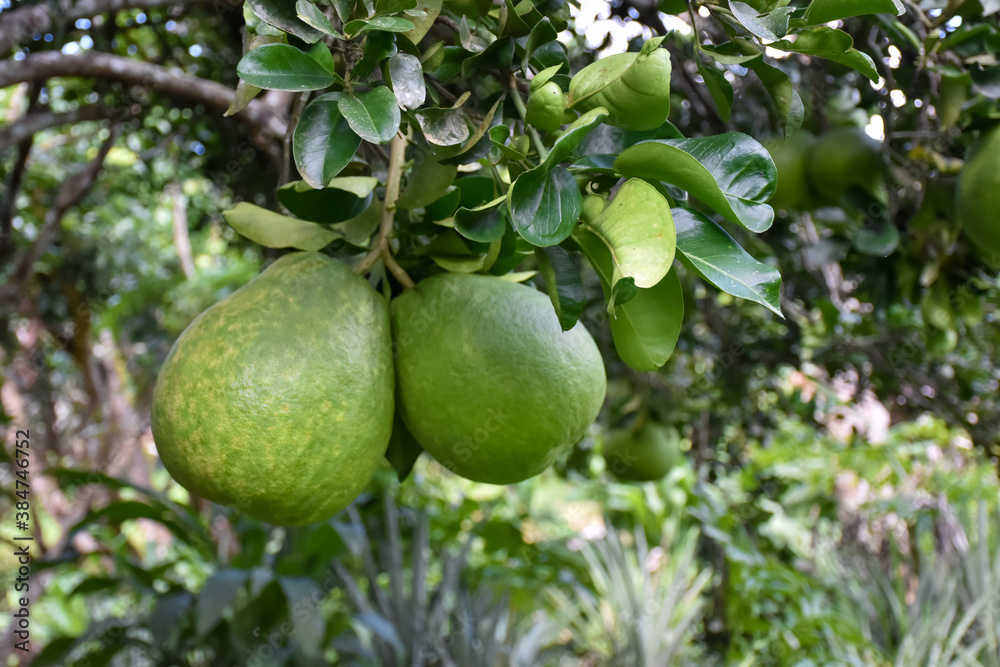 A large round green pomelo fruit hanging on its tree. It has a sweet and sour taste and can be stored for a long time. Thai people can grow this plant all over the provinces.