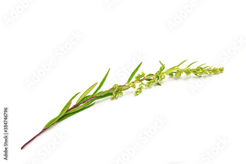 Artemisia vulgaris branch