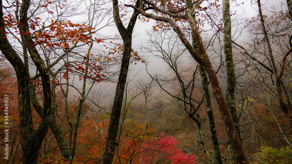 Fototapeta premium forest in autumn
