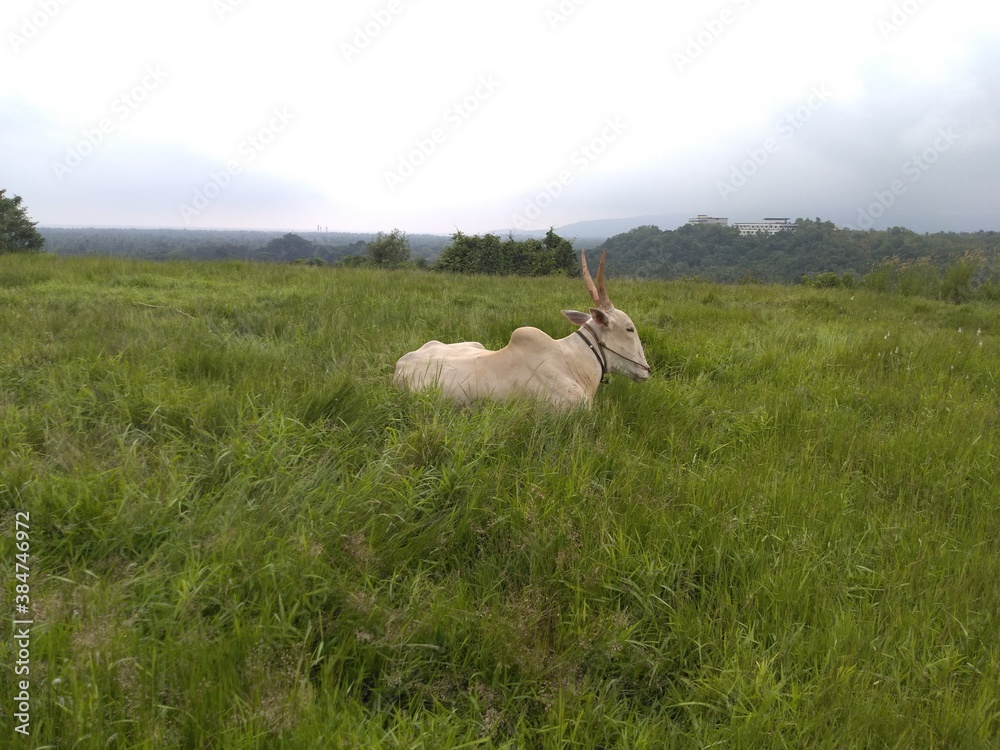 Fototapeta premium Buffalo on the meadow