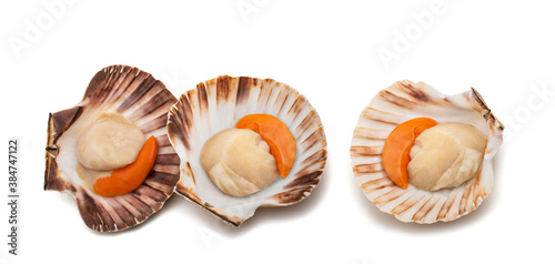 Mediterranean scallop photo