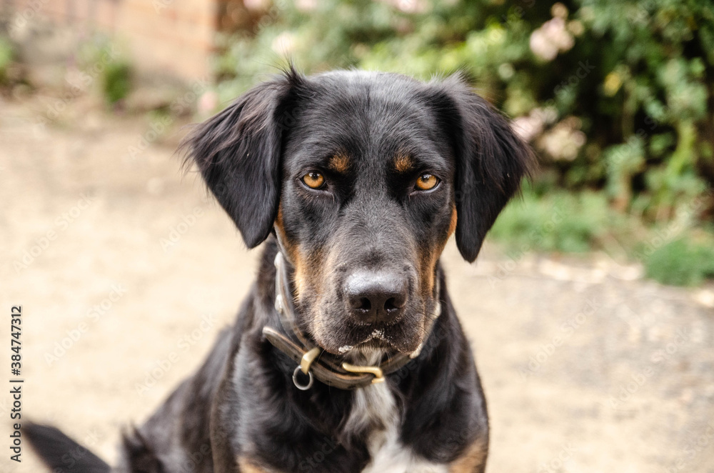 black dog portrait black dog portrait