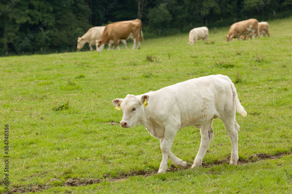 young cattle walking around on a meadow young cattle walking around on a meadow