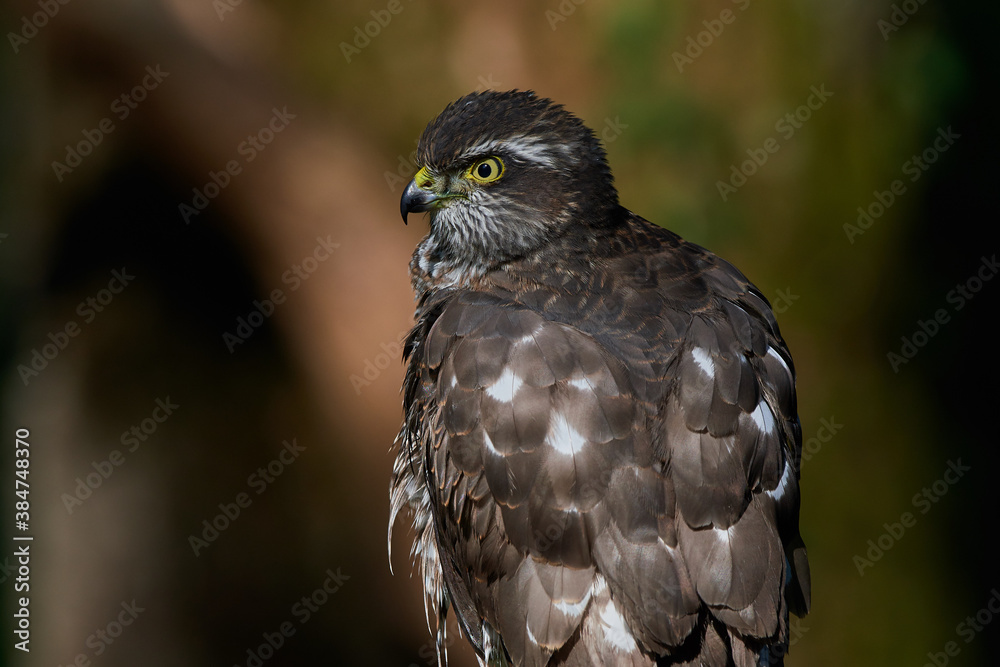 Obraz premium Eurasian sparrowhawk ,,Accipiter nisus,, in natural environment, Danube forest, Slovakia, Europe