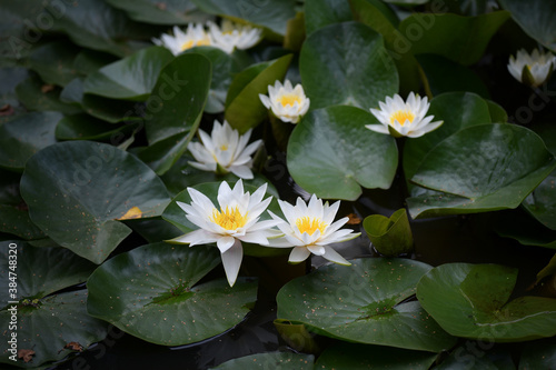 White water lilies in a dark overgrown backwater