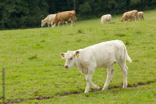 young cattle walking around on a meadow