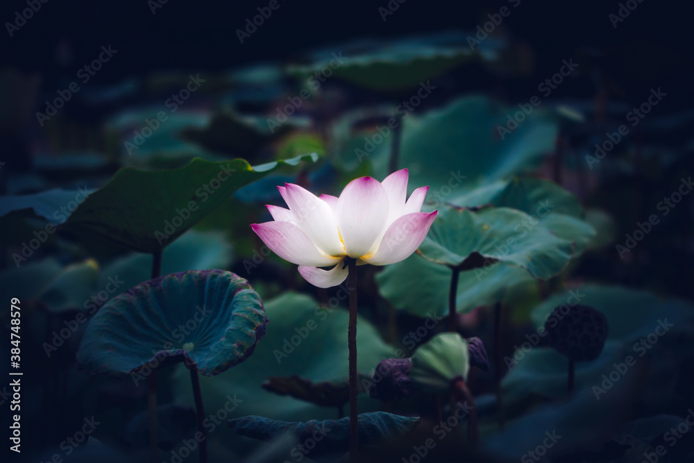 beautiful lotus flower on the water after rain in garden. Vintage lotus flower