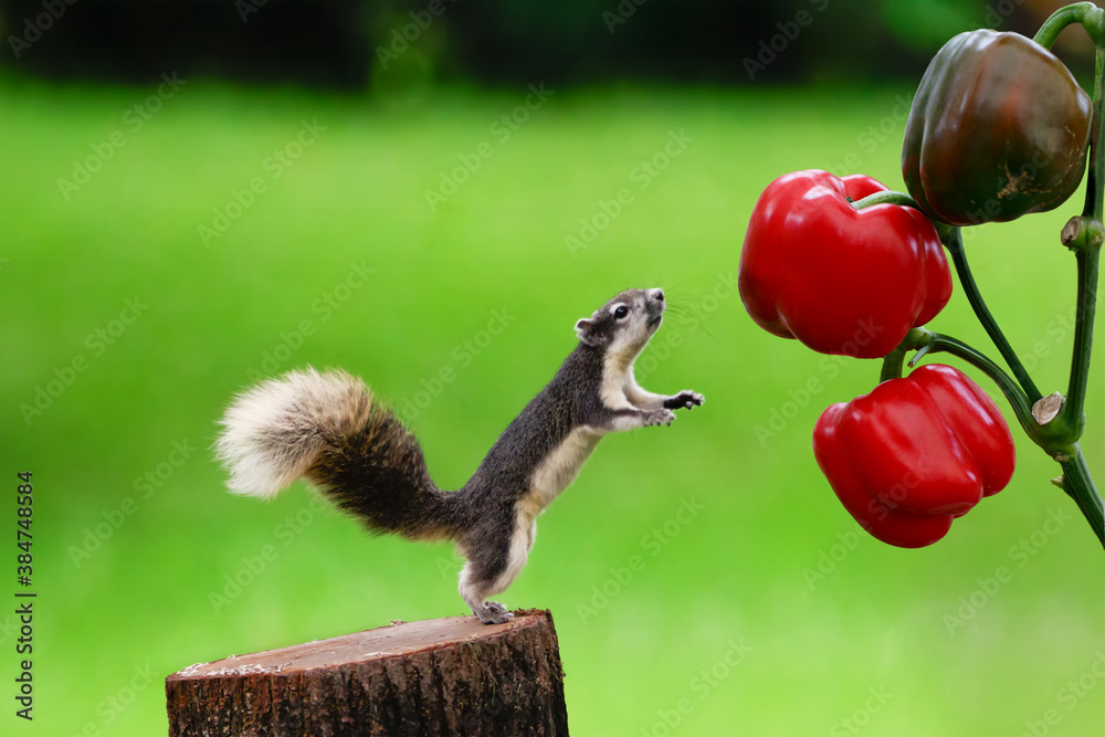 The squirrel stood on a large timber. Squirrel Looking At His Lunch The squirrel stood on a large timber. Squirrel Looking At His Lunch