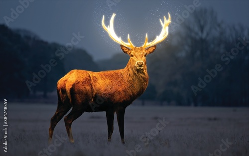 glowing deer  photo